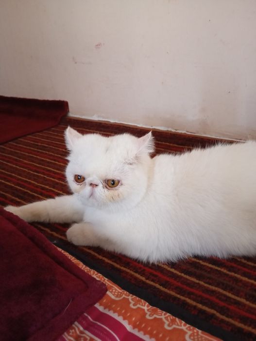 Эгзотик тоза 6ойлик Киз бола