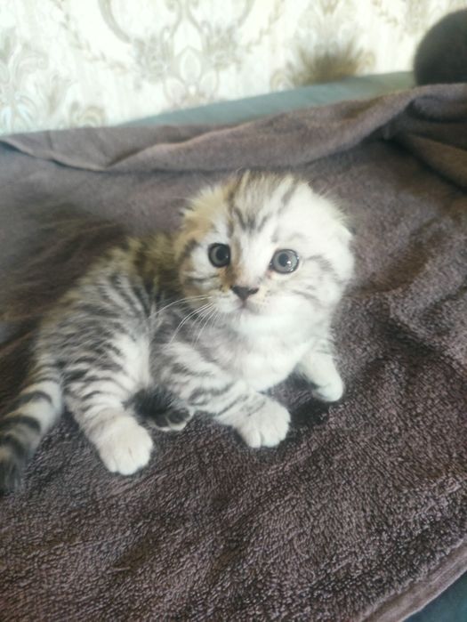 Шотландский котенок