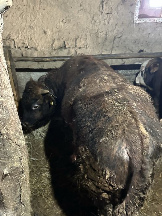 Продам бычков на доращивание