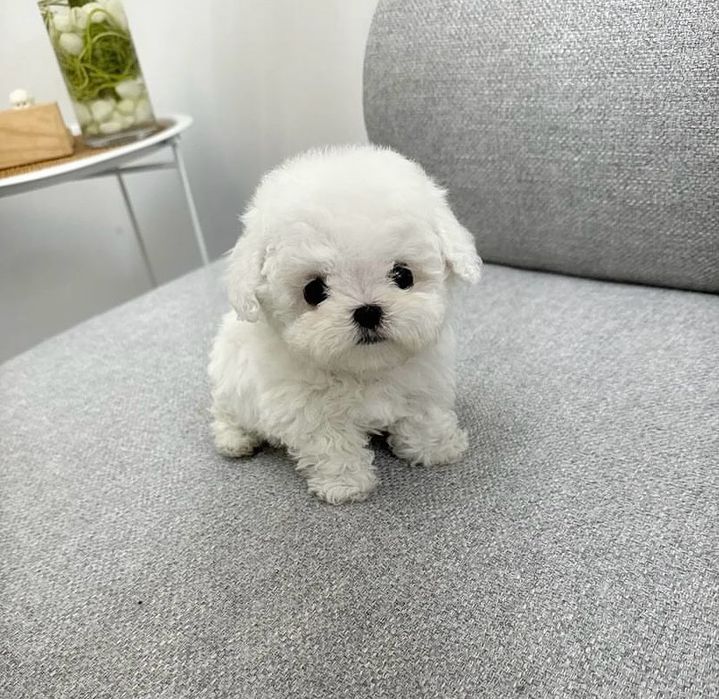 Bichon Maltez Mini Toy