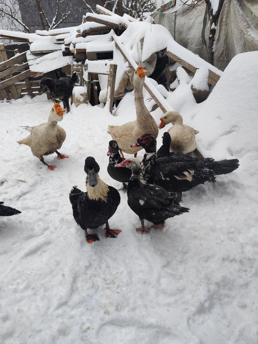 Vând găini și iepuri și rațe