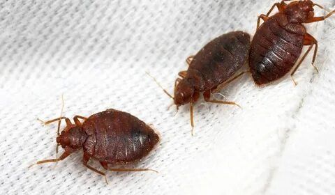 Дезинфекция хизмати 100% натижа