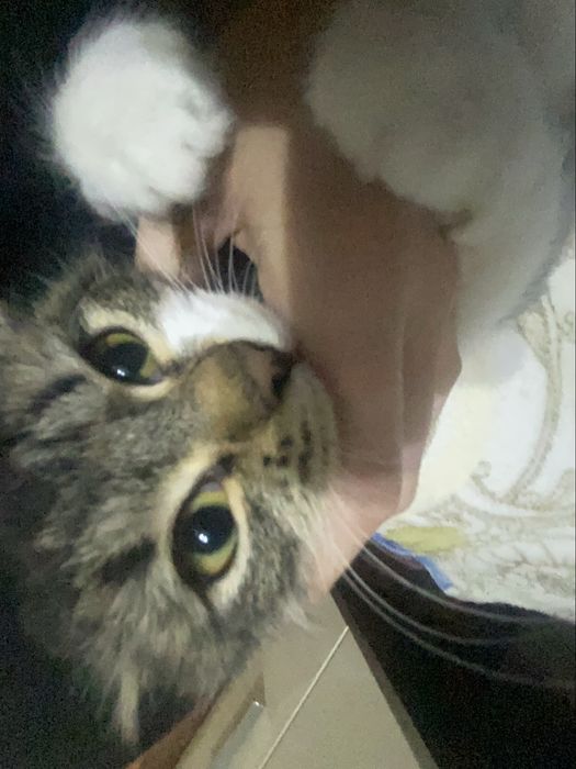 Отдадим в хорошие руки!