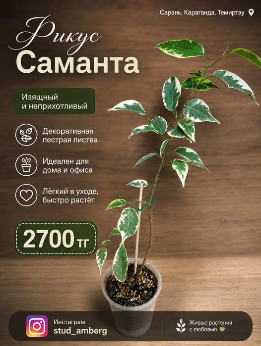 Фикус разный 3...
