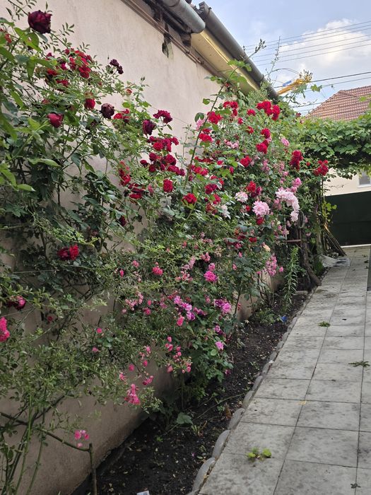 Vând Casă zona Calea Dumbrăvii-strada Bacovia 545.000 euro