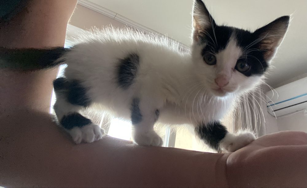 Подарявам котенце