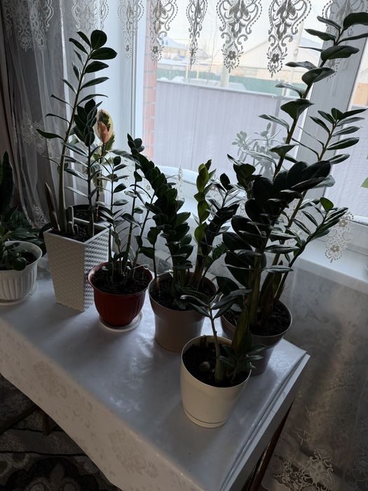 Продам замиокулькас долларовое дерево