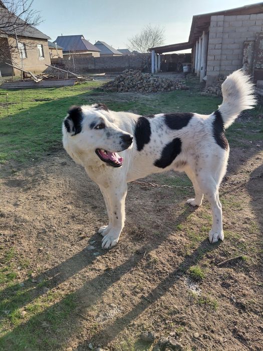 Алабайчик собака