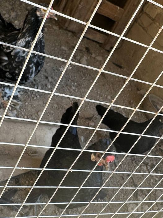 Брама ва япон товук хо́розлар