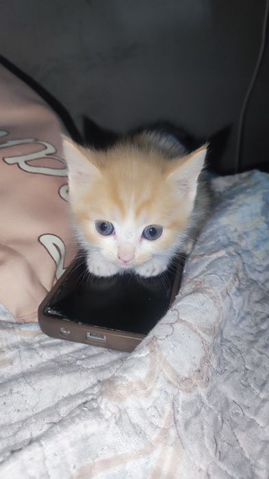 Котята, отдам даром