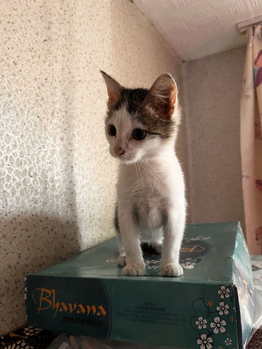 Котенок мальчик в добрые руки