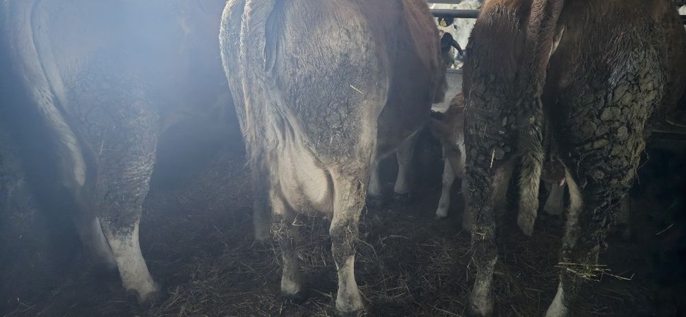 Vãnd vacă după fătare