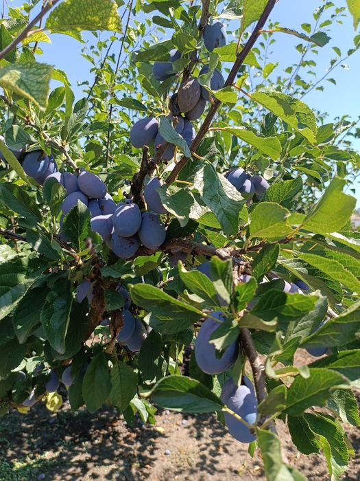 PERFECT HOUSE! Къща до морето + 1 дка овощна градина. СПЕШНО!