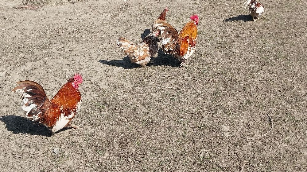 Куры птицы декоративные