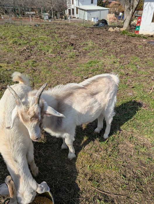 Мъжко козле на 4 месеца