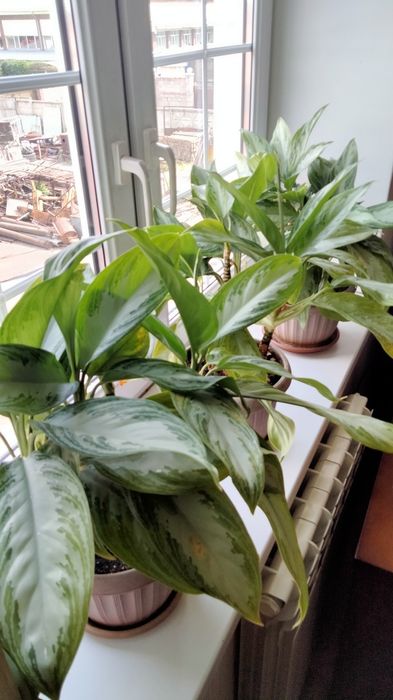 Продам комнатные цветы.