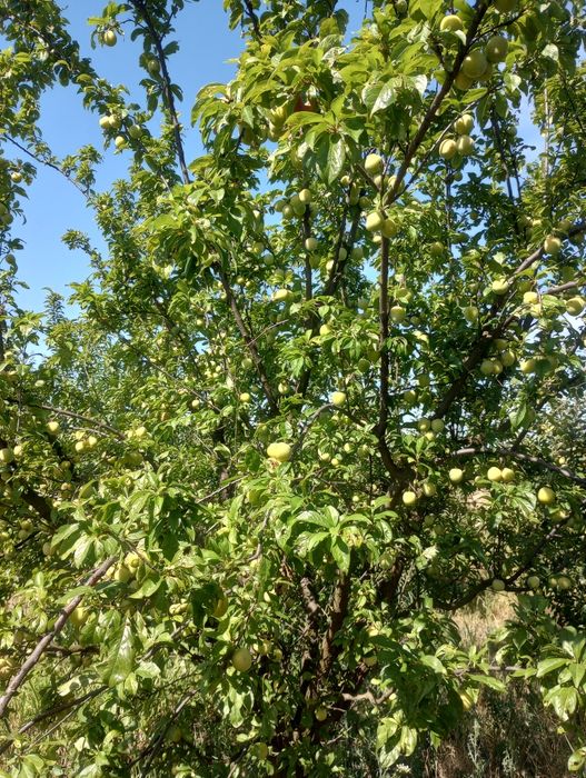 Prune de vară din livada proprie
