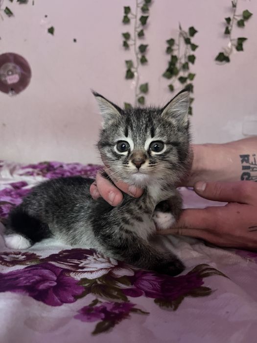 отдам котят в добрые руки