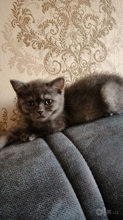 Скоттиш страйт девочка редкого дымчатого окраса