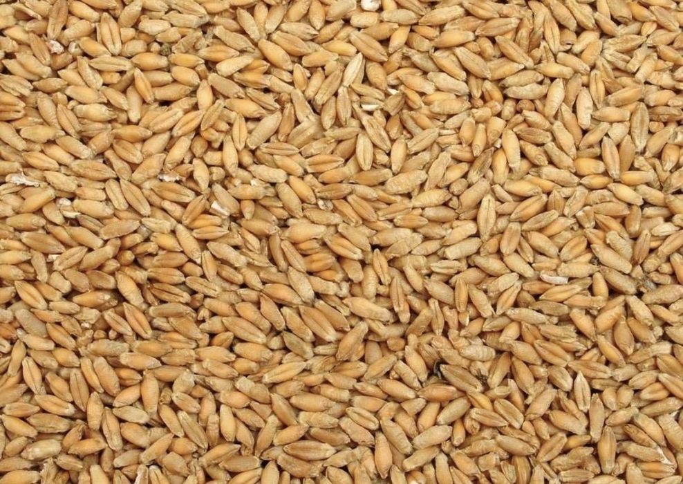 Triticale de vânzare