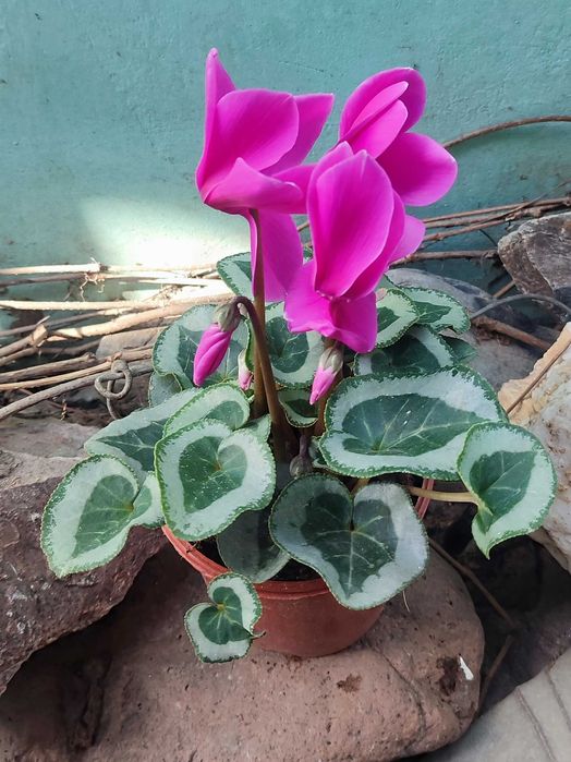 Цикламен продается