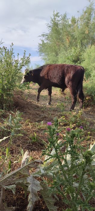 Продам годовалого бычка
