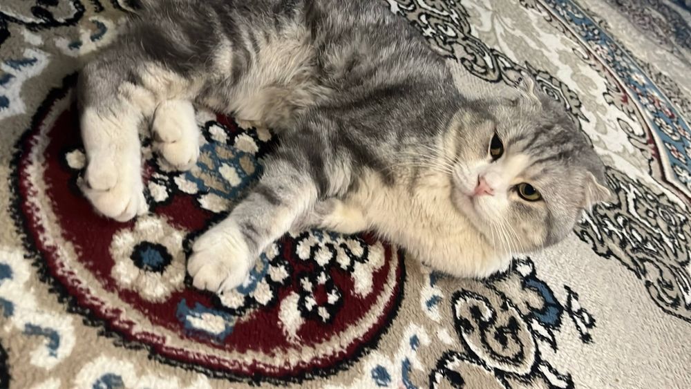 Шотландский кот вислоухий