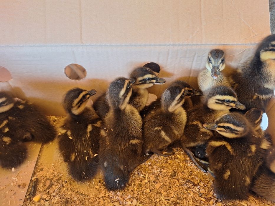 Vind pui de ruen o zi si mai multe felul