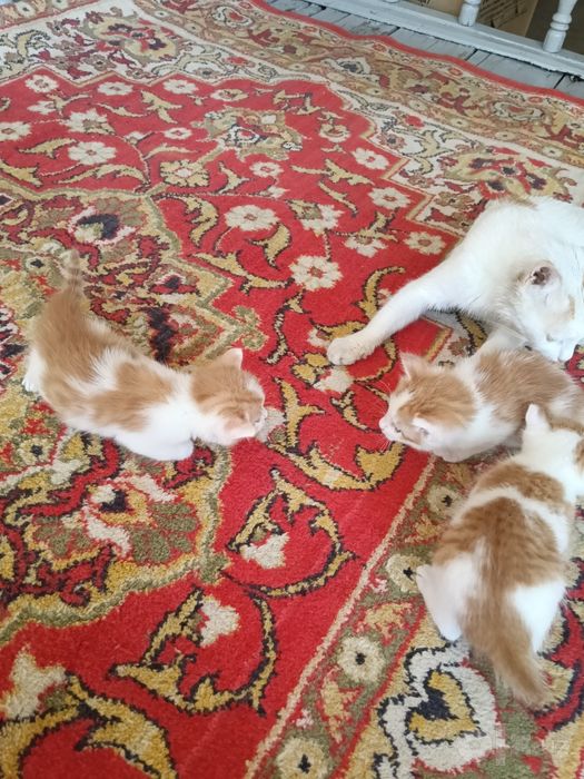 Котёнки 1 месячные