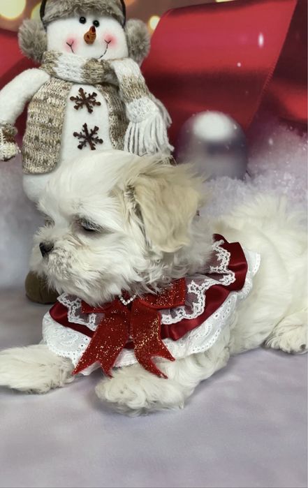 Щенки  элитные мальтезе