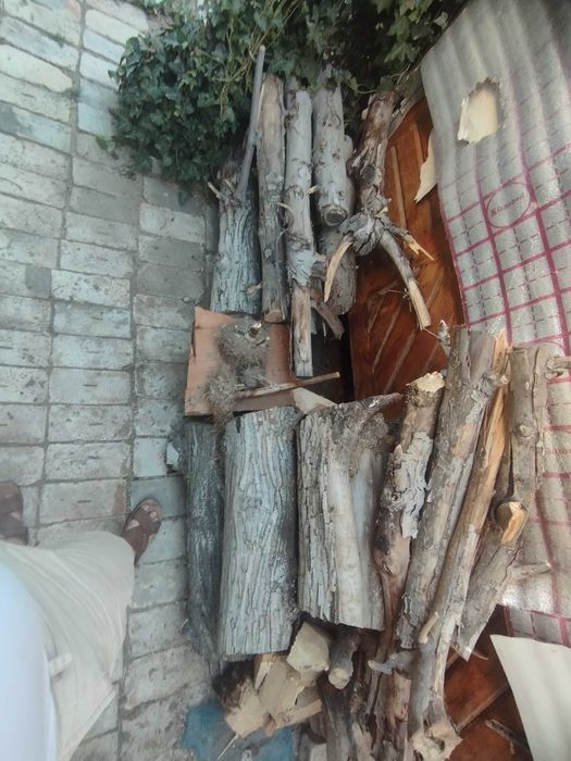 Утин сотилади урик ва енгок дарахтлариники