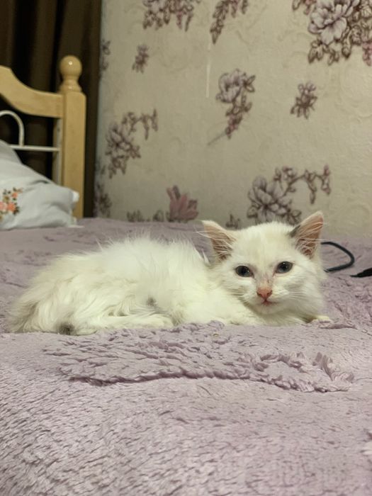 белый котеночек