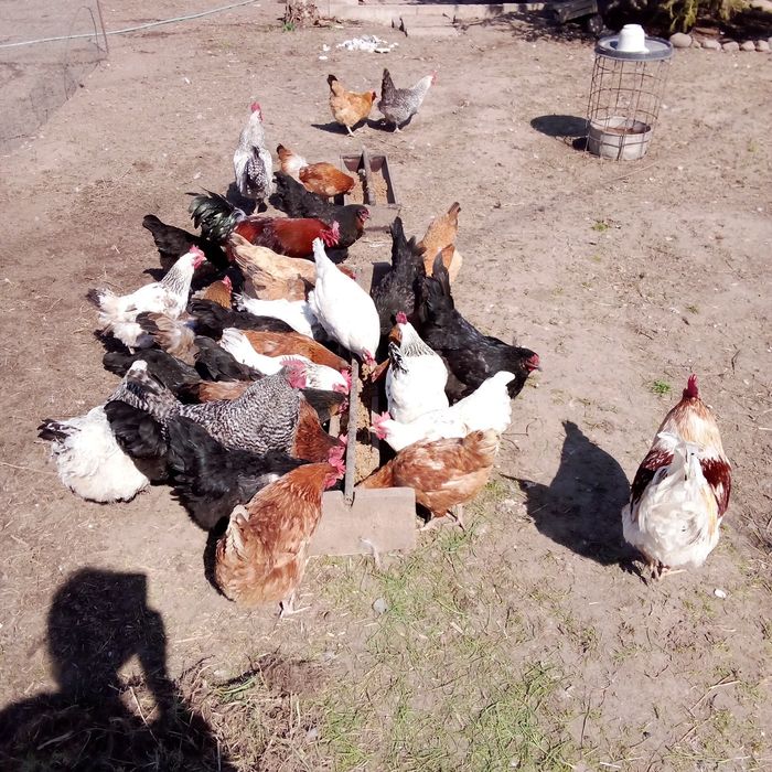 Продам яйца для разведения