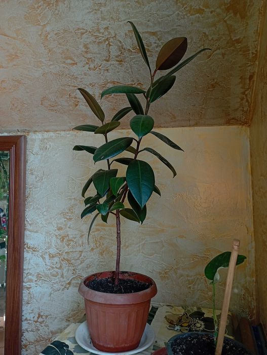 Комнатные растения