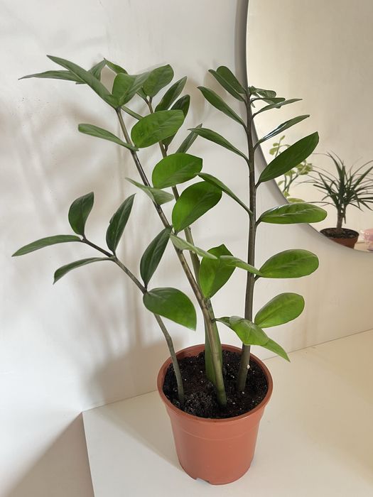 Цветы комнатные. Замиакулькас