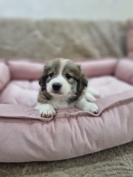 Домашний щенок.Ваше персональное счастье.