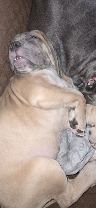 Продаются щенки кане корсо