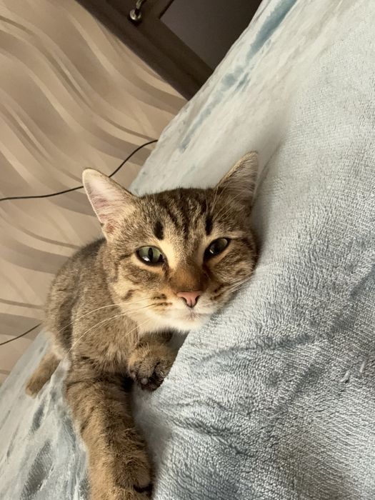 Отдам кота МАРСЕЛЯ