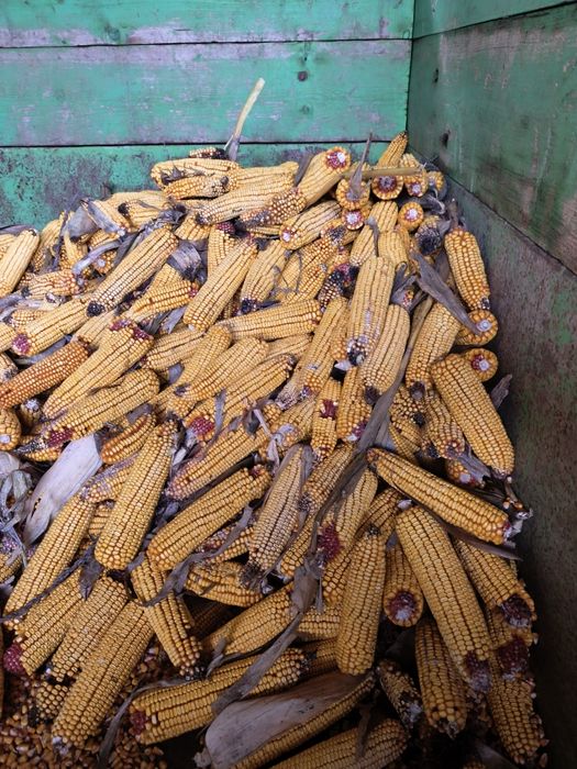 Porumb știulete 2025 producție proprie