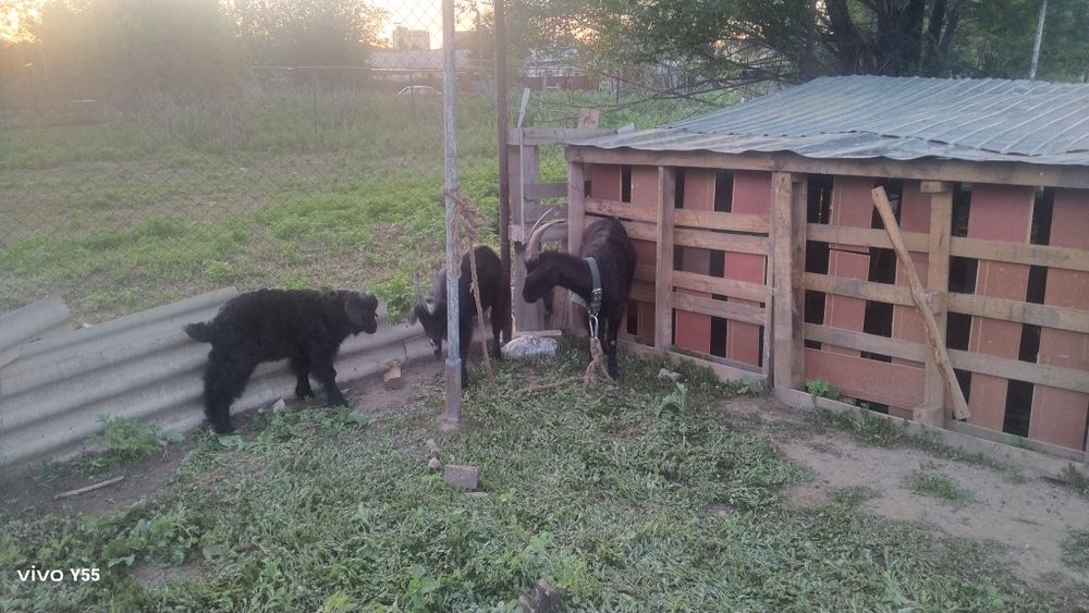 Продам 3 коз парами
