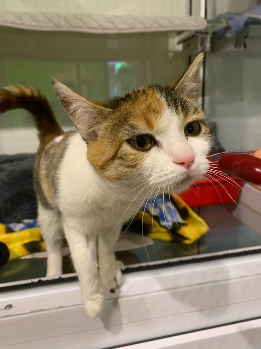 Отдаю кошечку в добрые руки