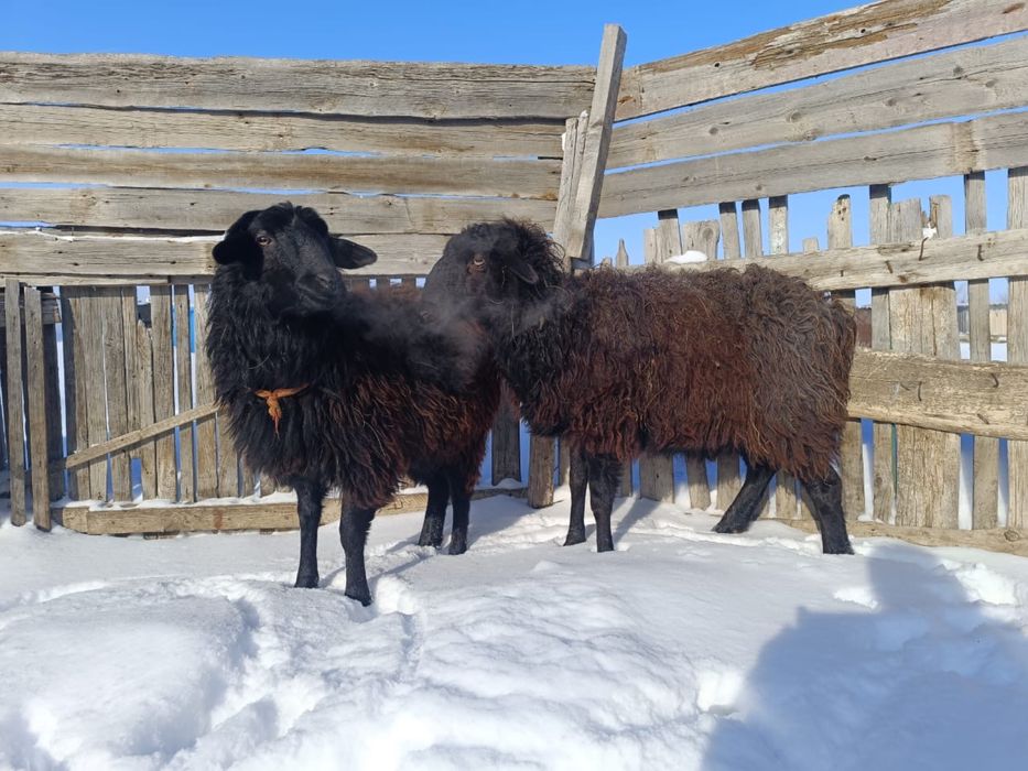 Қазақ қой продам