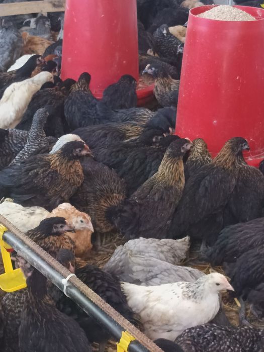 De vânzare puicuțe outoare