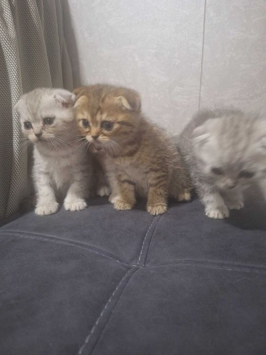 Зотдор мушукчлар ойлик Шиншилла фолд Йокимтой Латок билади овкат йиди.