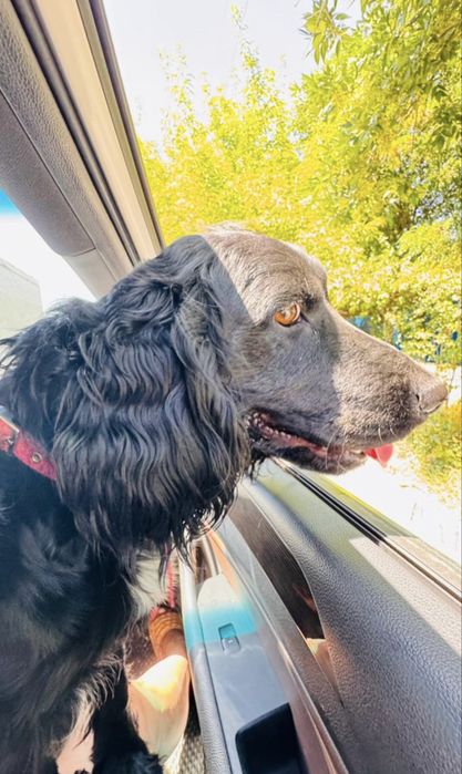 Ищем невесту для спаниеля