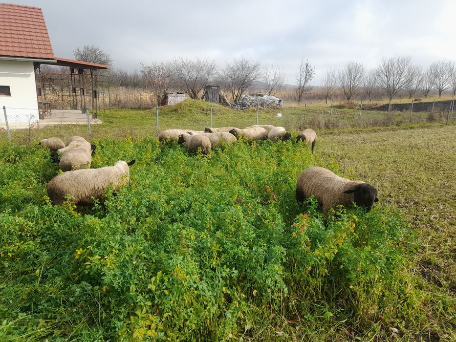 Vând oi sufolk,12 bucăți