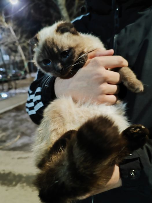 Срочно!!маленькая кошечка ищет дом!!!