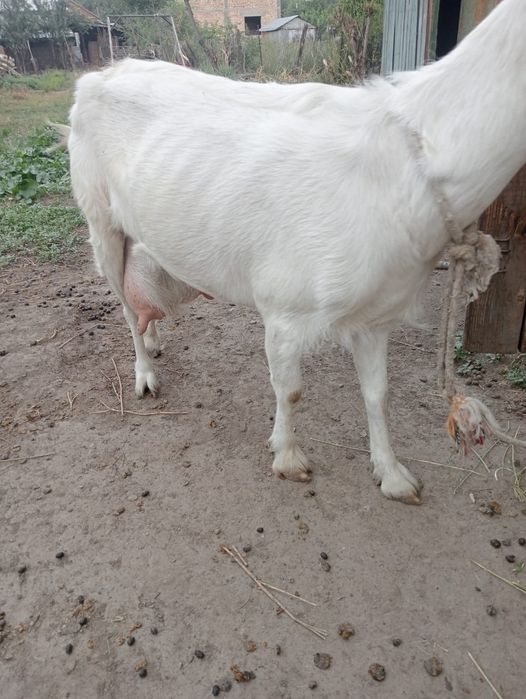 Продаётся овца с  козлятами