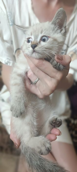 Бесплатно отдам котят