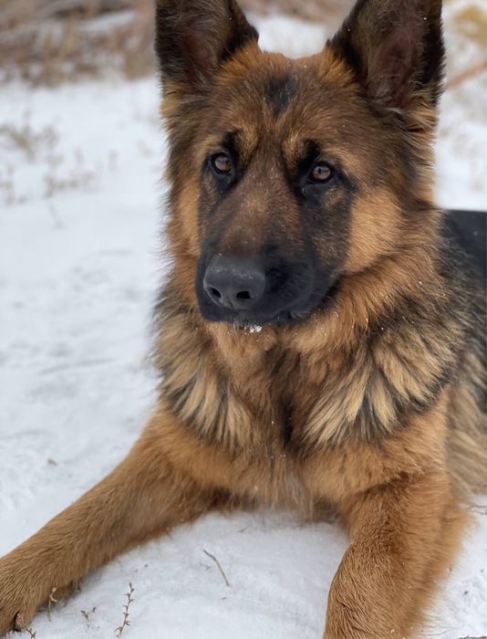 Потерялась немецкая овчарка